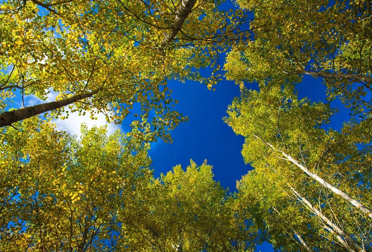 South Western Dental — photo 2