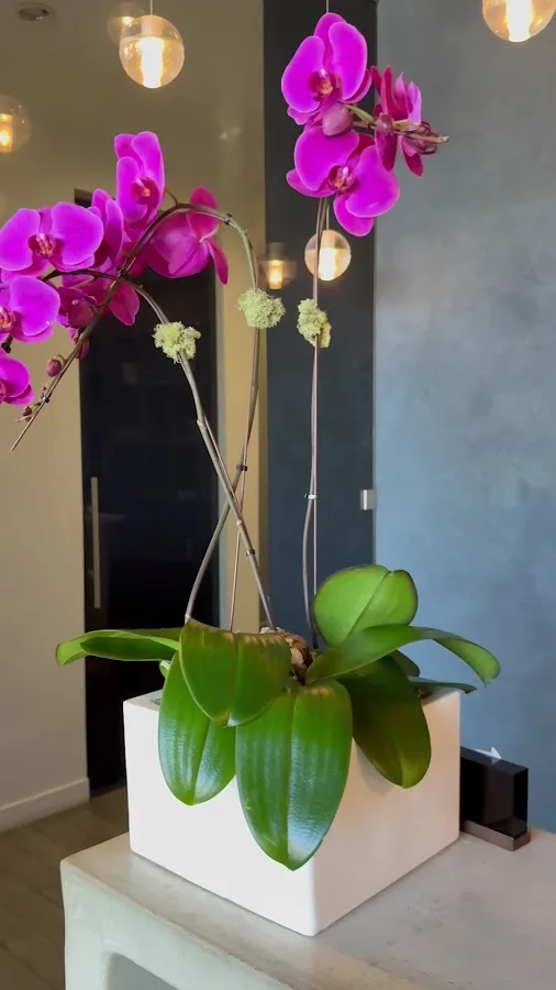 The Dental Spa — photo 3