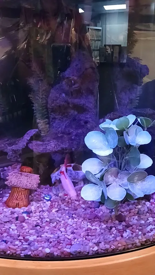 The Smile Doctor — photo 3