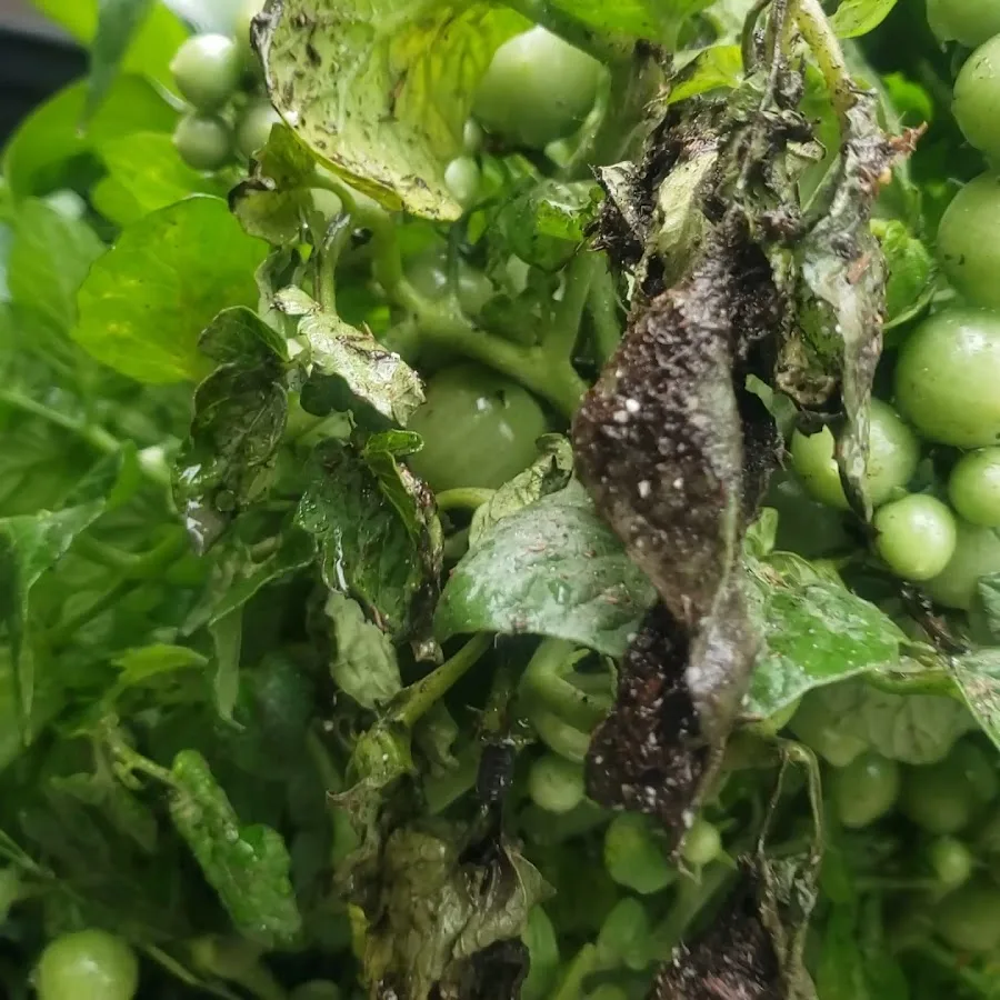 U SMILE DENTAL — photo 3